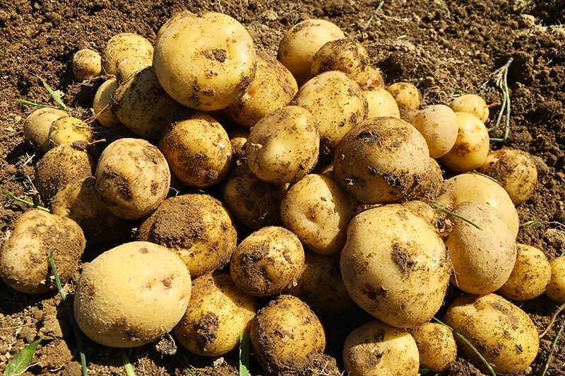 フレッシュ食品の取り組みイメージ